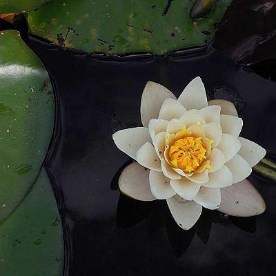 Disco Duro Externo WD Elements 1TB USB 3.0