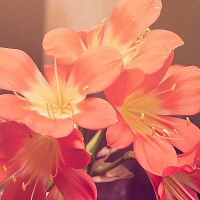 Switch TP-Link 8 Puertos Gigabit TL-SG108